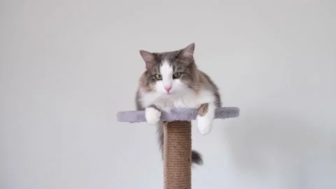 A gray cat with a white muzzle sits on a scratching post. Stockbeeldmateriaal 154407742