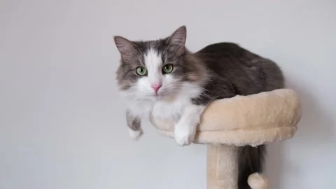 A gray cat with a white muzzle sits on a scratching post. Stock Footage 202315555