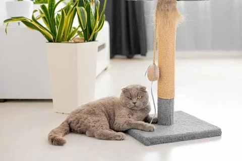 A gray cat with a white muzzle sits on a scratching post. Cozy cat house with a Stock Photos
