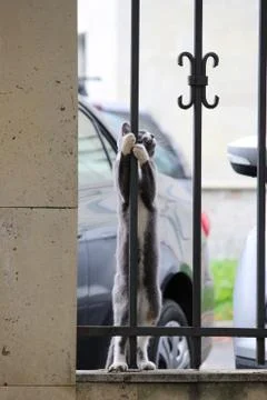 Gray cat with white paws hugging grille enthusiastically looking at bird. Stock Photos