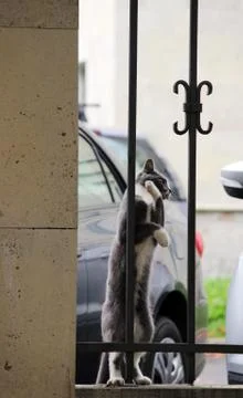 Gray cat with white paws hugging grille enthusiastically looking at bird. Stock Photos