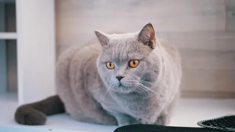 Gray Cat on White Shelf Stock Footage 312008884