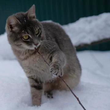Gray cat  on white snow background. Stock Photos
