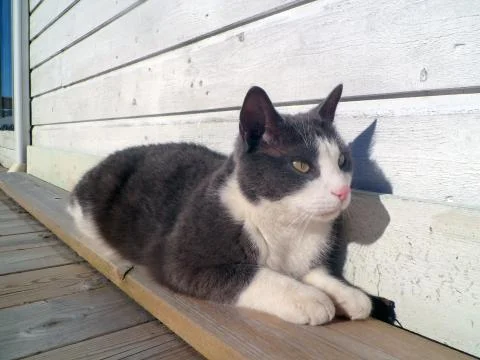 Gray cat with white spots. Stock Photos