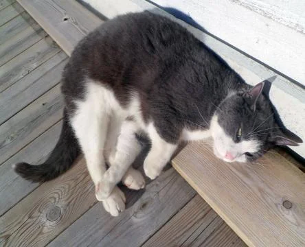 Gray cat with white spots. Stock Photos