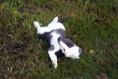 A gray cat with white spots. Stock Photos