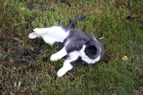A gray cat with white spots. Stock Photos