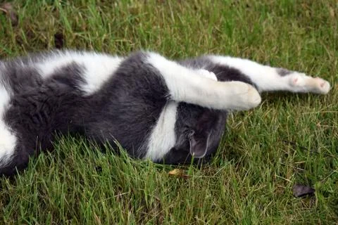 A gray cat with white spots. Stock Photos