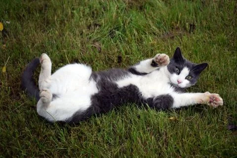 A gray cat with white spots. Stock Photos