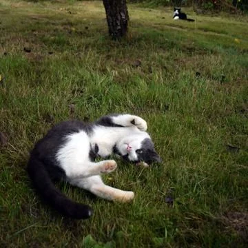 A gray cat with white spots. Stock Photos