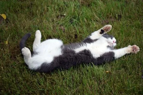 A gray cat with white spots. Stock Photos