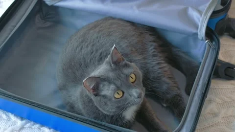 A gray cat with a white tie on his chest lies in a gray-blue suitcase, they Stock Footage 149803556