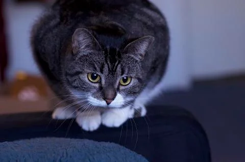 Gray Cat With White Tufts Getting Ready To Pounce Foto stock