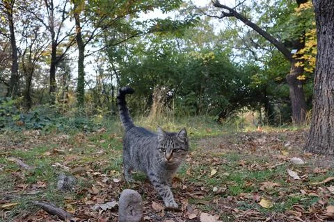 A gray cat in the wild Stock Photos