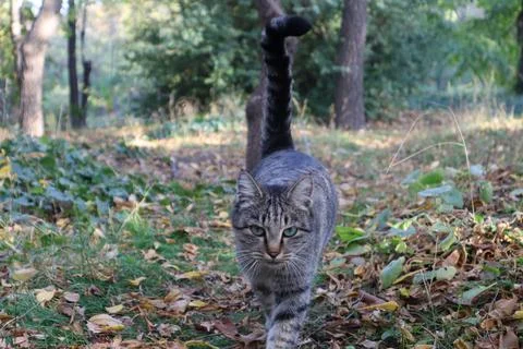 A gray cat in the wild Stock Photos
