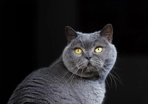 Gray cat in the window Stock Photos