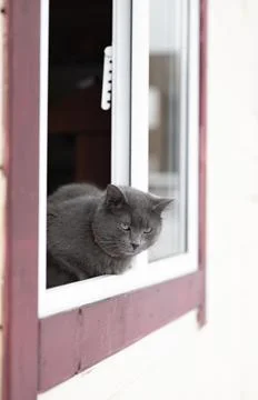 Gray cat in the window Stock-Fotos