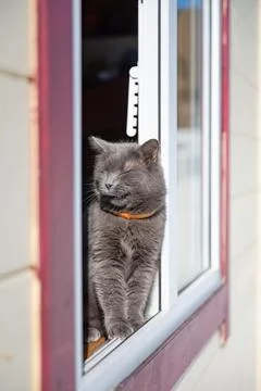 Gray cat in the window Foto stock
