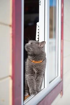 Gray cat in the window Fotos Stock