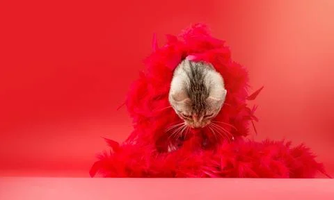 A gray cat wrapped in red feathers looks down at a promotional space. Mockup. Stock Photos
