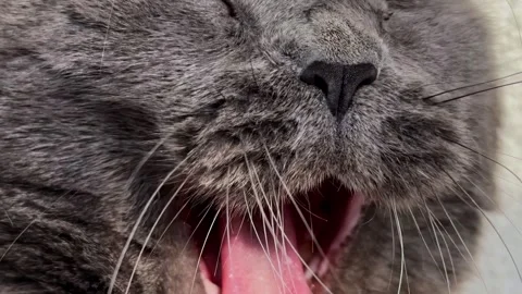 Gray cat Yawning Showing Teeth and Tongue  Close-up Stock Footage 308811620