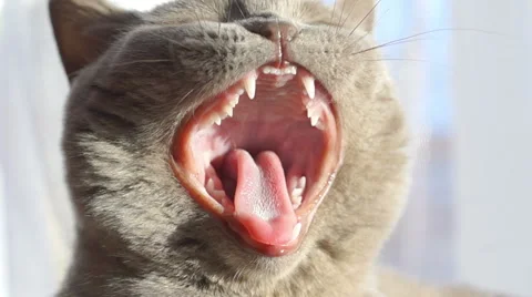 Gray cat yawns at the camera close-up Видео 45587999