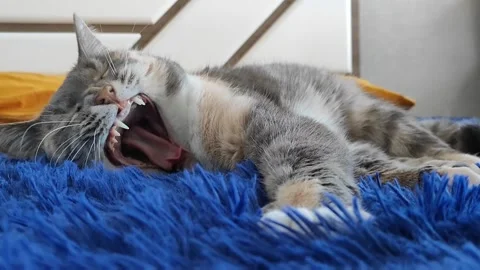 Gray cat yawns, copy space Stock Footage 170563814