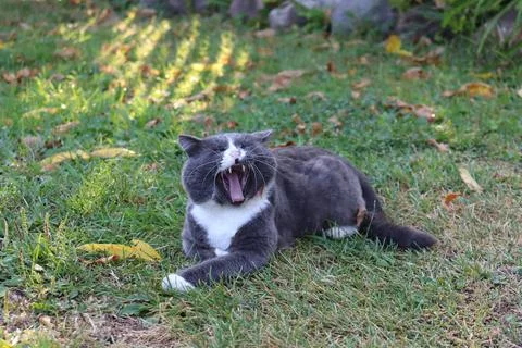 Gray cat yawns Stock Photos