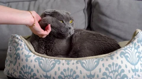 Gray cat with yellow eyes accepts the petting and stroking of the owner Stock Footage 151038534