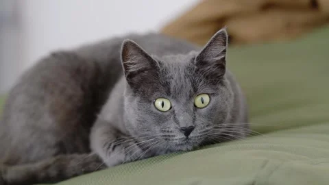 Gray Cat with Yellow Eyes Observing Room Curiously Stockbeeldmateriaal 334688452
