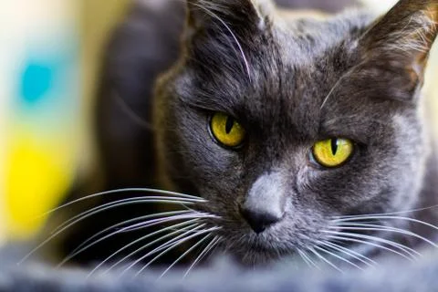 The gray cat with yellow eyes. Stock Photos