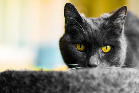 The gray cat with yellow eyes. Stock Photos