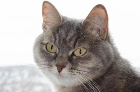 Gray cat with yellow eyes sitting close up Stock Photos