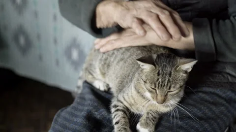 Gray cat on your lap old grandmother Stockbeeldmateriaal 69016304