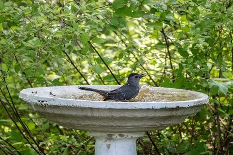 Gray Catbird Bathing in Birdbath Stock Photos