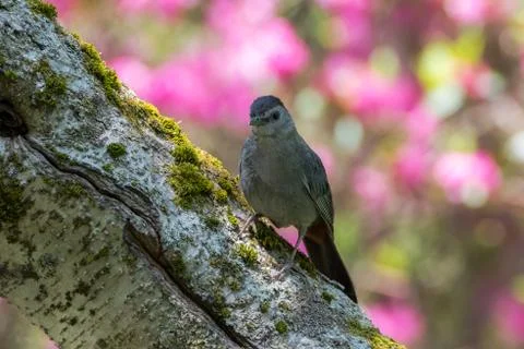 Gray Catbird on birch tree trunk with blurred pink flowers behind Stock Photos