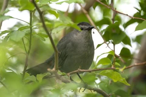 A Gray Catbird bird perched on a tree branch in summer Florida shrubs Stock Photos