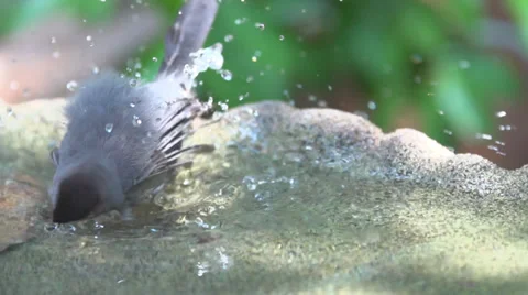 Gray Catbird BirdBath Stock Footage 39653163