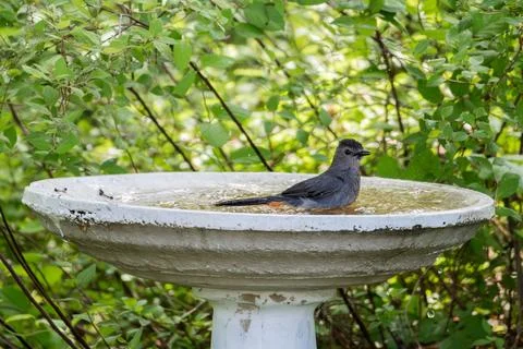 Gray Catbird in Birdbath Stock Photos