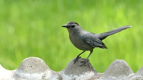 Cat Call Sound Stock Footage ~ Royalty Free Stock Videos | Pond5