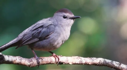 Gray Catbird Closeup 動画素材 10983800