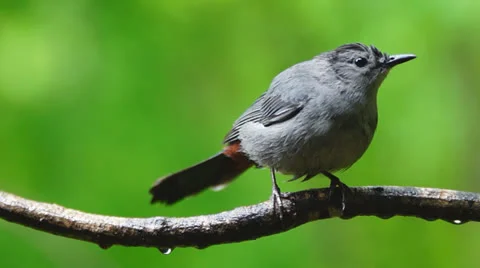 Gray Catbird Closeup Stock Footage 23117971