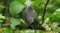 Gray Catbird (Dumetella carolinensis) fledgling 1 HD Footage