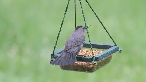 Gray Catbird (Dumetella carolinensis) Stock Footage 70479050