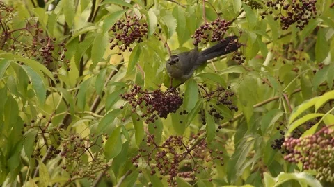 Gray Catbird Eating Berries Stock Footage 98144059