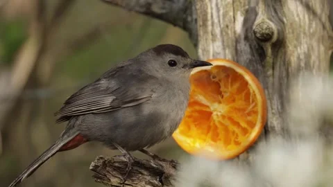 Gray catbird eating a fresh orange slice on a tree branch in the garden Stock Footage 325612192