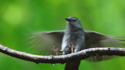 Gray Catbird Flyin Stock Footage 23117748