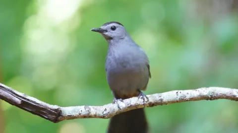Gray Catbird Stock Footage 6854487