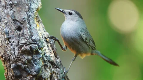 Gray Catbird Stock Footage 38258896