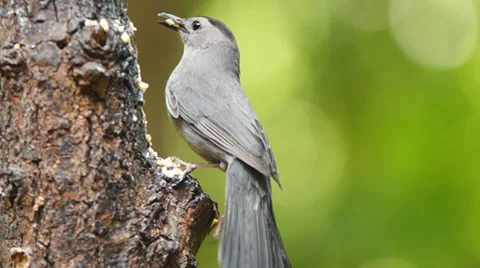 Gray Catbird Видео 39841696